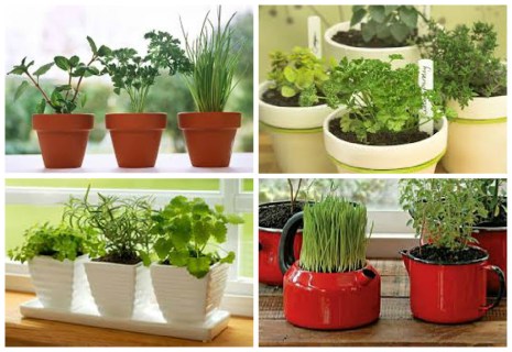 Dicas para horta caseira! - Acesse: https://pitacoseachados.wordpress.com - Blog Pitacos e Achados! - Acesse: https://pitacoseachados.wordpress.com- #pitacoseachados