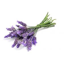 lavanda