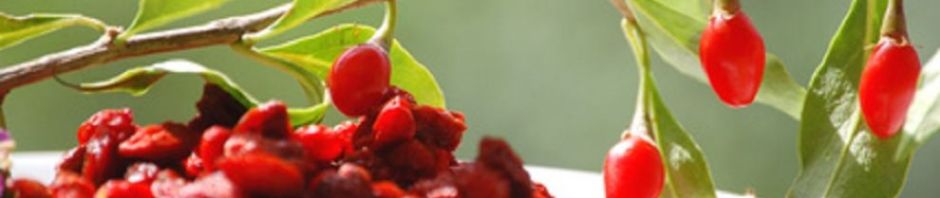 Conheça os 11 benefícios do Goji berry!