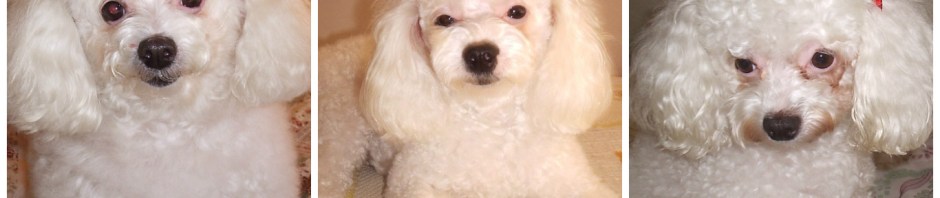 Dia do Cachorro com a BitCão