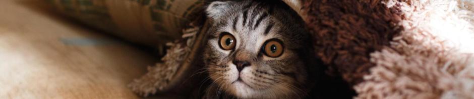 Decoração para casas com gatos